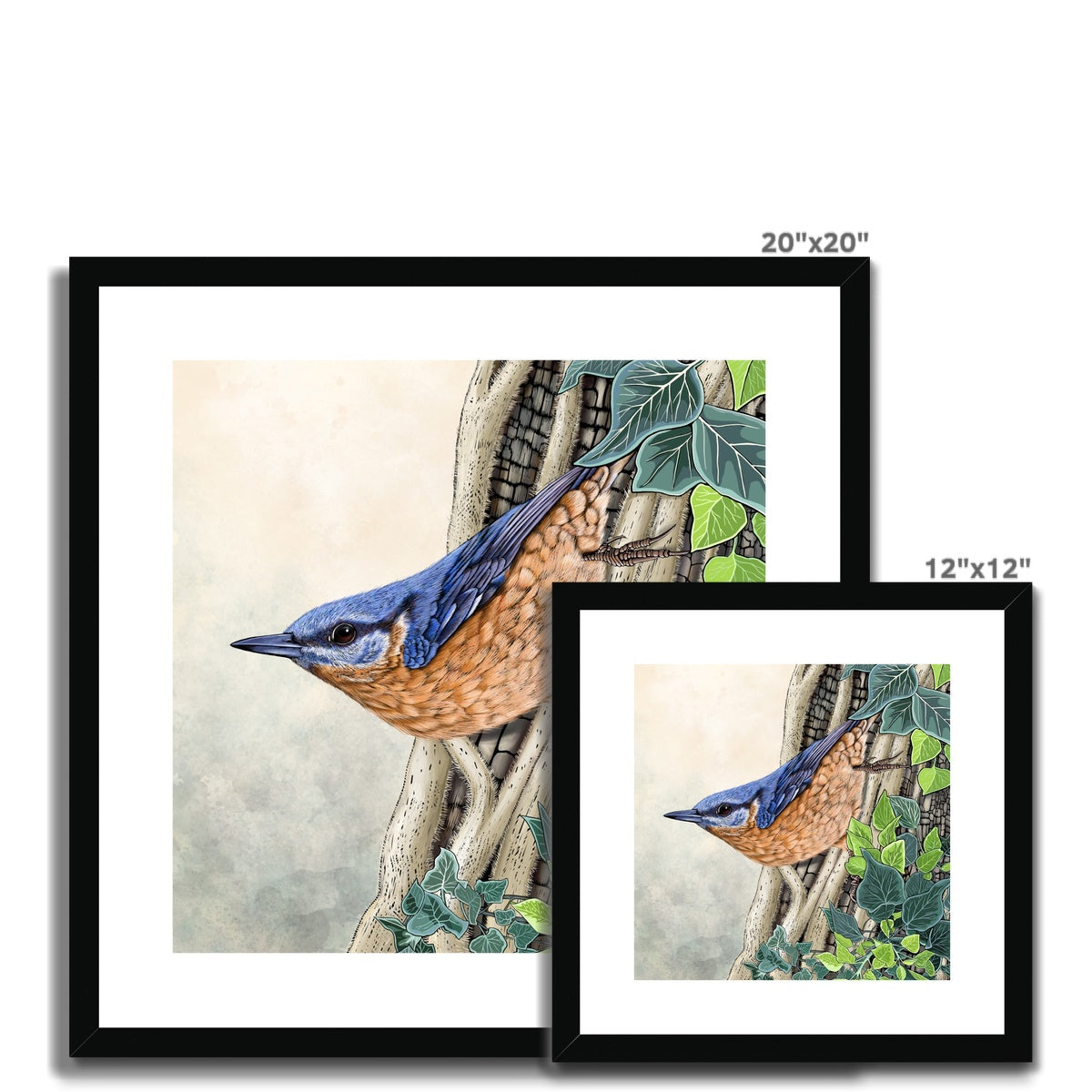Nuthatch and Ivy Framed & Mounted Print