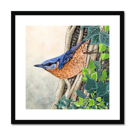 Nuthatch and Ivy Framed & Mounted Print