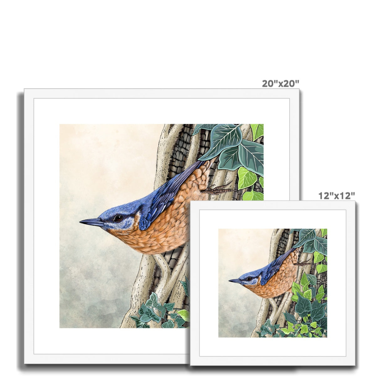 Nuthatch and Ivy Framed & Mounted Print