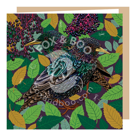 Starlings 'True Colours' Card